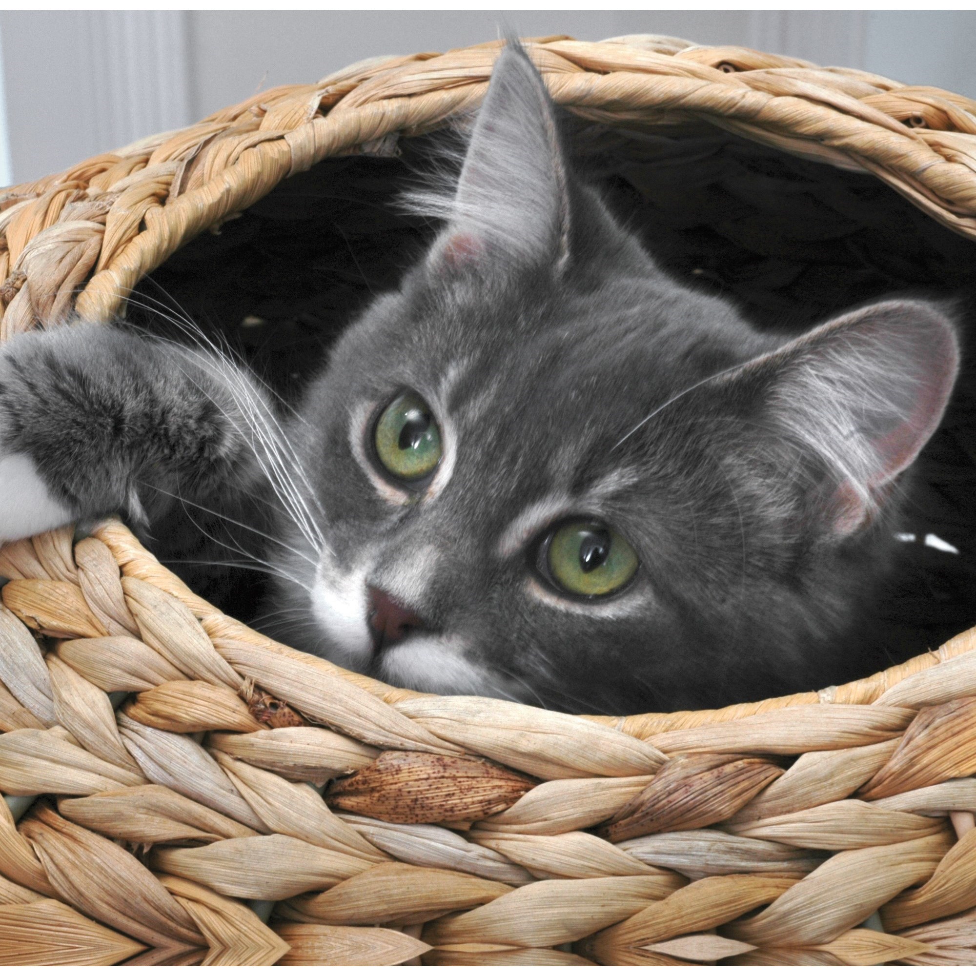 Sauder cat cheap furniture
